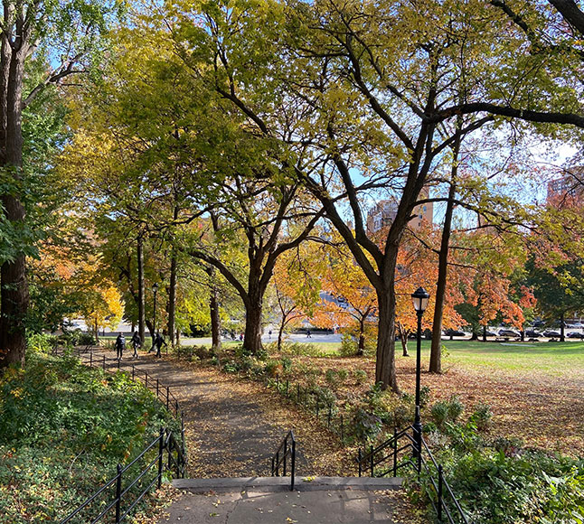 A park and trees